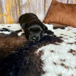 Daisy - Black and tan female Yorkshire Terrier puppy in Tulsa, Oklahoma from Conns Cuddly Canines