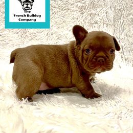 French Bulldog Puppies from The French Bulldog Company LLC