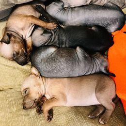American Hairless Terrier Puppies from Gold Rush Kennels