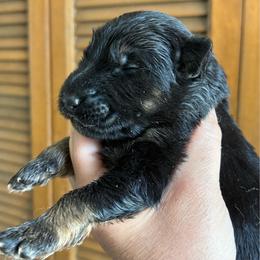 Girl 4 - Black and tan female German Shepherd puppy in Lordstown, Ohio from Jewels German Shepherd