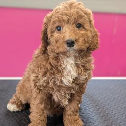 Valentine - Red female Cavapoo puppy in Coshocton, Ohio from Forever Family Puppies