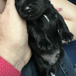 Miniature Schnauzer Puppies from The schnauzer Shack