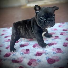 Red (Rusty) - Brindle male French Bulldog puppy in Rochester, Washington from Frenchie Bulldog Kisses