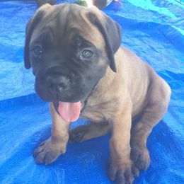 Cane Corso Puppies from Thunderbolt Cane Corso