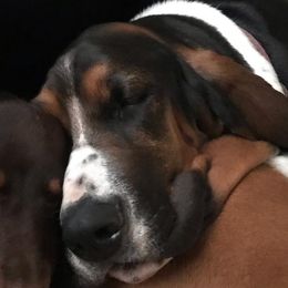 LuLu - Basset Hound