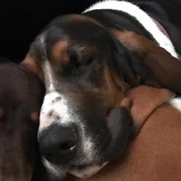 LuLu - Basset Hound