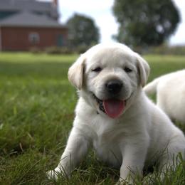 Mr. Green - Yellow male Labrador Retriever puppy in Morrill, Kansas from Grimm Girls Farm