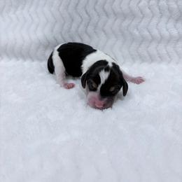 Pocket Beagle Male 2 - Black white and tan male Beagle puppy in Gentry, Arkansas from HC Puppy Ranch