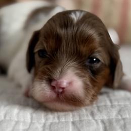 Story - Merle female Cavapoo puppy in Beckley, West Virginia from By Design Doodles
