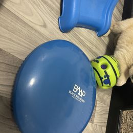 Golden Retriever Puppies from Golden Wise