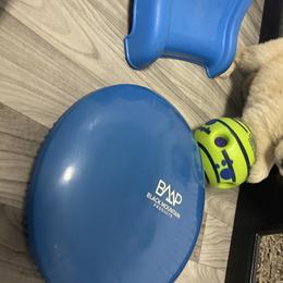 Golden Retriever Puppies from Golden Wise