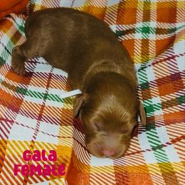 Gala - Red  female Goldendoodle puppy in Beecher, Illinois from Erica’s Doodles