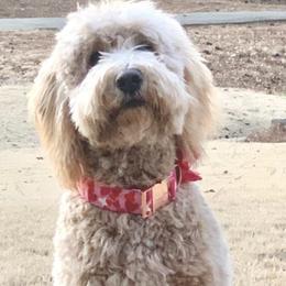 Goldendoodles from Libby Lou’s Goldendoodles