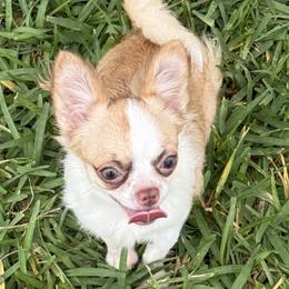Chihuahuas, Cockapoos, Cocker Spaniels, and Poodles from Camic Cockapoos
