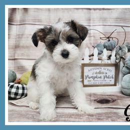 Georgia - Parti female Schnoodle puppy in Lebanon, Missouri from Cedar Glades Canines