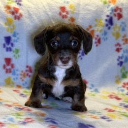 Roll - Chocolate male Dachshund puppy in Henrico, Virginia from All About Pets