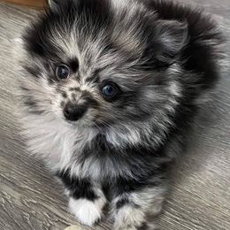 Pomeranian Puppies from Bella Luna Pomeranians