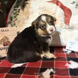 Pembroke Welsh Corgi puppies from Sliding stop corgis