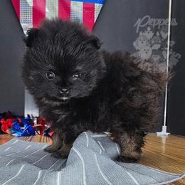 Pepper's Man In The Mirror - Manny - Black and tan male Pomeranian puppy in Plant City, Florida from Pepper's Pomeranians
