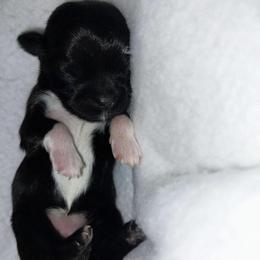 Dahlia - Black and white female Shih Tzu puppy in Arcadia, Florida from Kitsune Cuddles and kisses