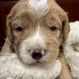 Double Doodles from Rosie’s Double Doodles