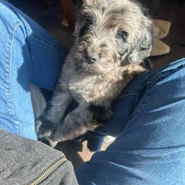 Dracula - male Golden Mountain Doodle puppy in Calhan, Colorado from Snowy Goldens LLC