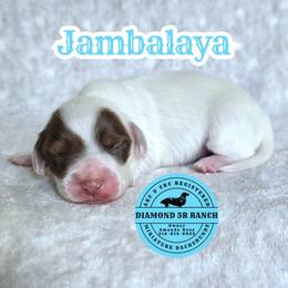 JAMBALAYA - Piebald male Dachshund puppy in Columbia, Louisiana from Diamond 5R Ranch AKC & CKC Miniature Dachshunds