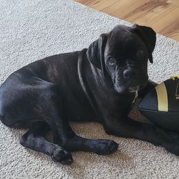 Boxers from Pick A Pup