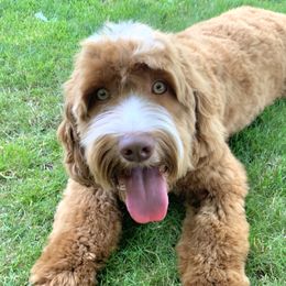 Milo - Australian Labradoodle