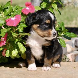 Liberty - Black tri female Toy Australian Shepherd puppy in Bixby, Oklahoma from Roeboat Aussies
