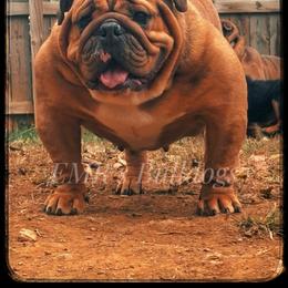 Dory - Bulldog