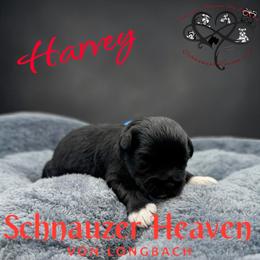 Harvey AKC - Black and silver male Miniature Schnauzer puppy in Pelzer, South Carolina from Schnauzer Heaven Von Longbach