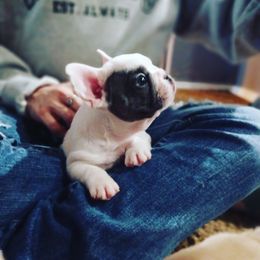 French Bulldog Puppies from Michigan fresh Coast Frenchies