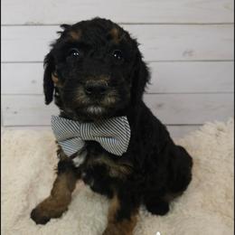 Agnes - Phantom male Poodle puppy in Farley, Iowa from Iowa's Doodle Co.
