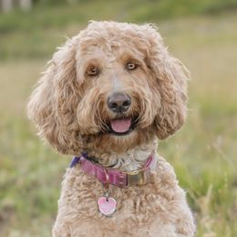 Bora - Goldendoodle