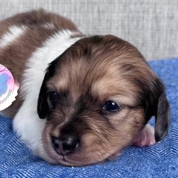Shaded Cream Dapple Piebald Boy - Dapple male Dachshund puppy in Houston, Texas from L&L 4D Dancer’s Dachshunds
