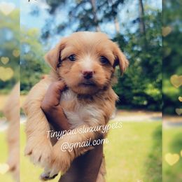 Biewer Terrier, Poodle, and Yorkshire Terrier Puppies from Tiny Paws Luxury Pets