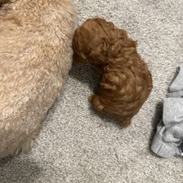 Poodle Puppies from Johnson Ventures