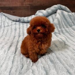 Kiwi - Poodle