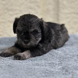 Border Collie and Miniature Schnauzer Puppies from Circle R Sidney