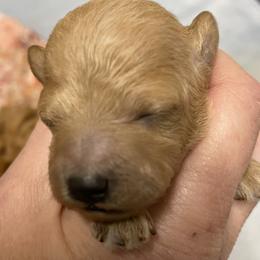 AKC tiny Red Toy Poodle - Red  male Poodle puppy in Niota, Tennessee from Furbaby Blessing AKC Toy Poodles