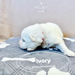 Samoyed Puppies from The Bactos Family