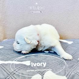 Samoyed Puppies from The Bactos Family