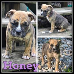 Honey - Brown brindle female Olde English Bulldogge puppy in Wheeler, Michigan from Haase Family Kennels
