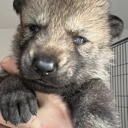 Girl 1 - Gray female Czechoslovakian Vlcak puppy in Florida from DireWolf Pack