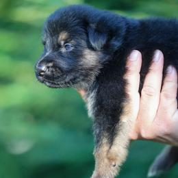 Blue Collar - Black and tan male German Shepherd puppy in Prospect, Connecticut from Di Massimo Canile