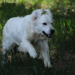 OU Dreams Sand Lily, Sandy - Light golden female Golden Retriever puppy in Idaho Falls, Idaho from Once Upon A Dream Kennels