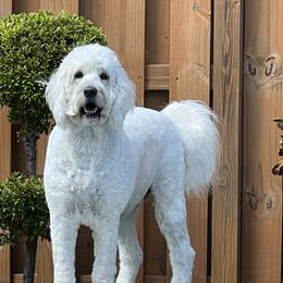 Chloe - Goldendoodle
