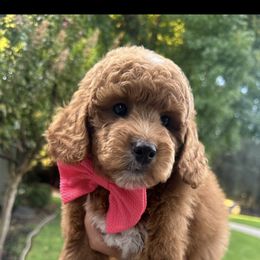 Goldendoodle Puppies from CorduroyDoodles