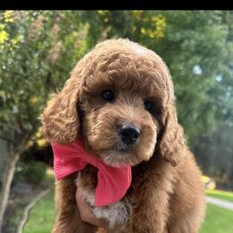 Goldendoodle Puppies from CorduroyDoodles
